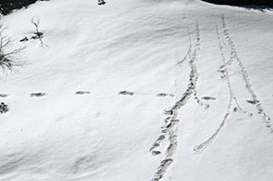 footprints found by indian army